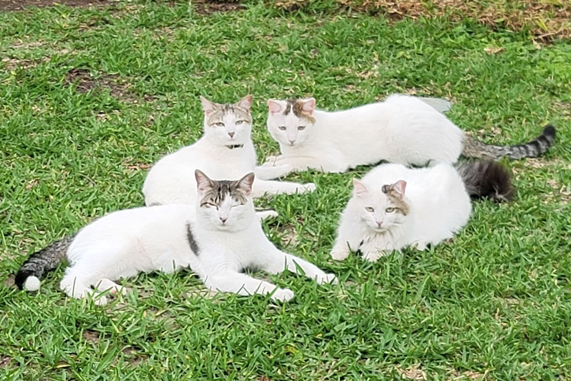 Ashley Billins' four cats lounging together in the grass of her Central Texas backyard